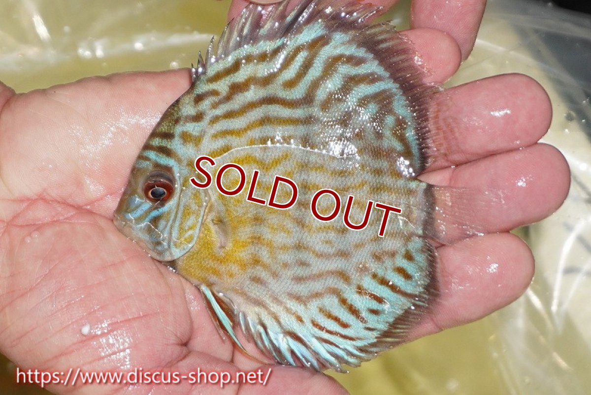 画像3: 【ワイルドディスカス】【通販】【３年ぶりの入荷】ラーゴスララスーパーロイヤル　ヤングスター【個体販売】11cm（生体）ラーゴスララ産 (3)