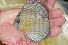 画像3: 【ワイルドディスカス】【通販】【３年ぶりの入荷】ラーゴスララスーパーロイヤル　ヤングスター【個体販売】11cm（生体）ラーゴスララ産 (3)