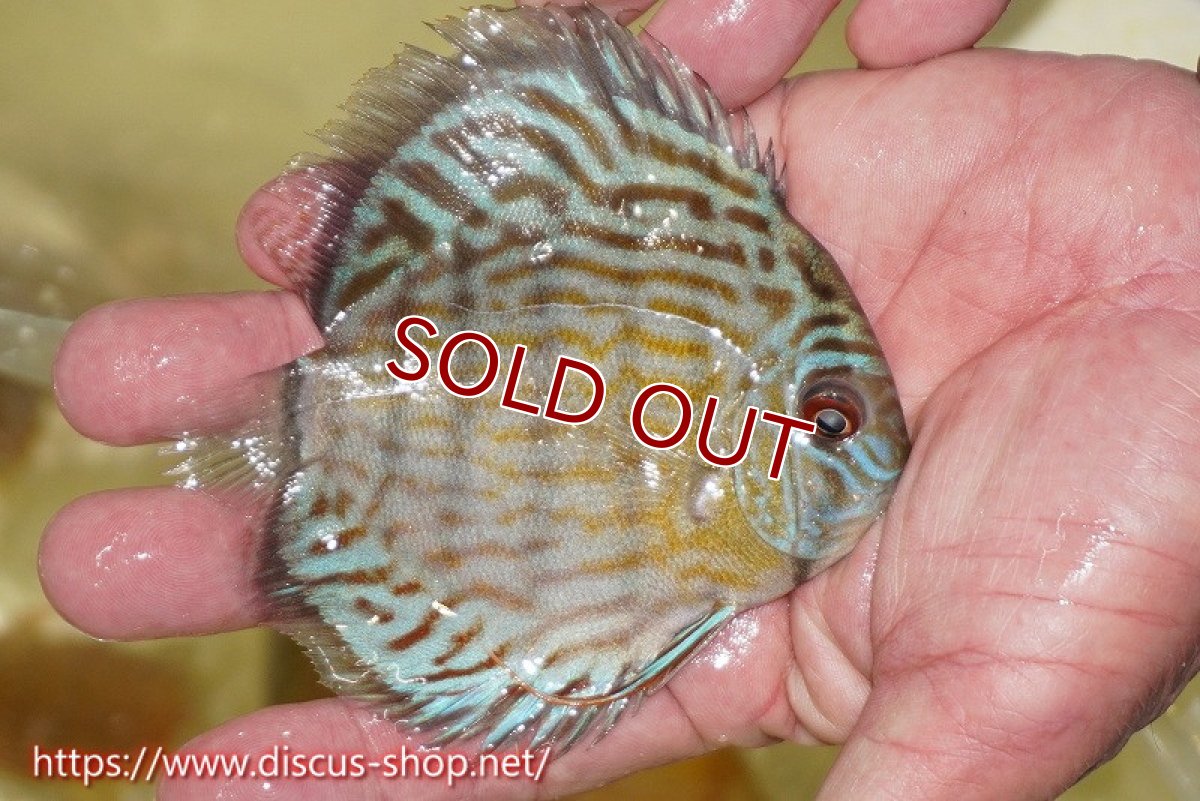 画像4: 【ワイルドディスカス】【通販】【３年ぶりの入荷】ラーゴスララスーパーロイヤル　ヤングスター【個体販売】11cm（生体）ラーゴスララ産 (4)