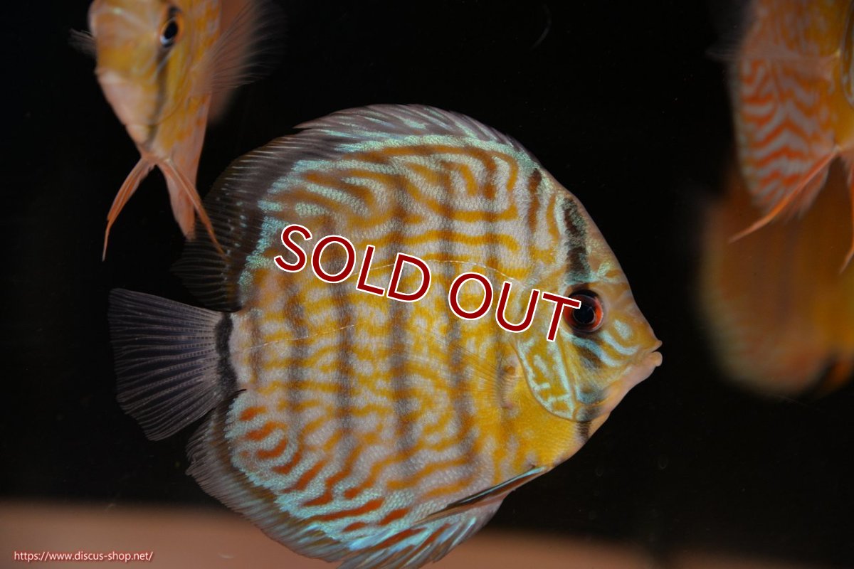 画像1: 【ワイルドディスカス】【通販】【３年ぶりの入荷】ラーゴスララスーパーロイヤル　ヤングスター【個体販売】11cm（生体）ラーゴスララ産 (1)