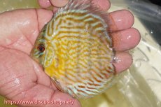 画像1: 【ワイルドディスカス】【通販】【３年ぶりの入荷】ラーゴスララスーパーロイヤル　ヤングスター【個体販売】11cm（生体）ラーゴスララ産 (1)