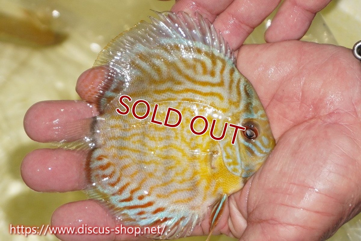 画像5: 【ワイルドディスカス】【通販】【３年ぶりの入荷】ラーゴスララスーパーロイヤル　ヤングスター【個体販売】11cm（生体）ラーゴスララ産 (5)