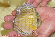 画像5: 【ワイルドディスカス】【通販】【３年ぶりの入荷】ラーゴスララスーパーロイヤル　ヤングスター【個体販売】11cm（生体）ラーゴスララ産 (5)