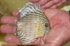 画像2: 【ワイルドディスカス】【通販】【３年ぶりの入荷】ラーゴスララスーパーロイヤル　ヤングスター【個体販売】11cm（生体）ラーゴスララ産 (2)