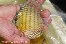 画像1: 【ワイルドディスカス】【通販】【３年ぶりの入荷】ラーゴスララスーパーロイヤル　ヤングスター【個体販売】11cm（生体）ラーゴスララ産 (1)