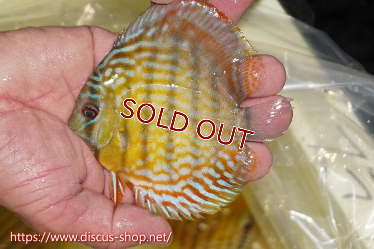 画像2: 【ワイルドディスカス】【通販】【３年ぶりの入荷】ラーゴスララスーパーロイヤル　ヤングスター【個体販売】11cm（生体）ラーゴスララ産 (2)