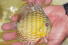 画像2: 【ワイルドディスカス】【通販】【３年ぶりの入荷】ラーゴスララスーパーロイヤル　ヤングスター【個体販売】11cm（生体）ラーゴスララ産 (2)