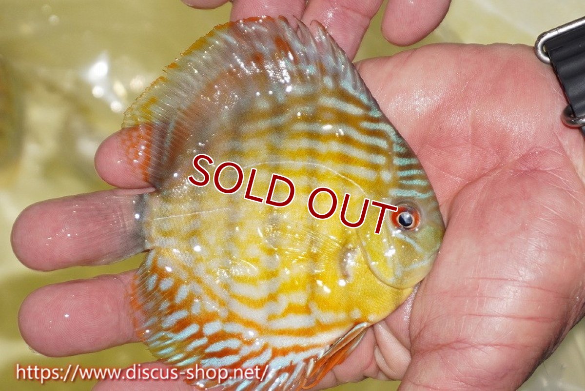 画像3: 【ワイルドディスカス】【通販】【３年ぶりの入荷】ラーゴスララスーパーロイヤル　ヤングスター【個体販売】11cm（生体）ラーゴスララ産 (3)