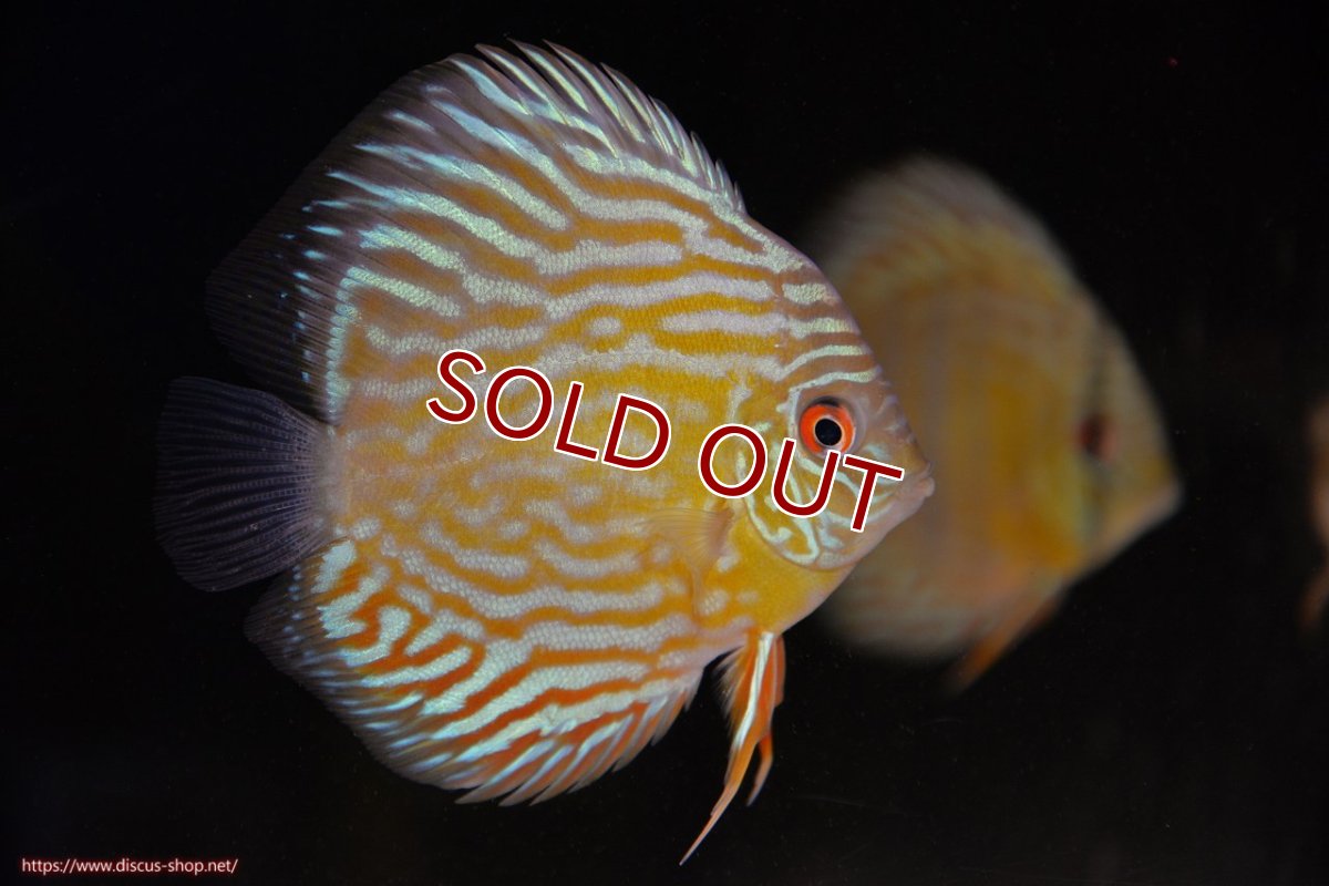 画像1: 【ワイルドディスカス】【通販】【３年ぶりの入荷】ラーゴスララスーパーロイヤル　ヤングスター【個体販売】11cm（生体）ラーゴスララ産 (1)