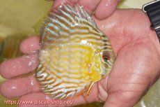 画像2: 【ワイルドディスカス】【通販】【３年ぶりの入荷】ラーゴスララスーパーロイヤル　ヤングスター【個体販売】11cm（生体）ラーゴスララ産 (2)