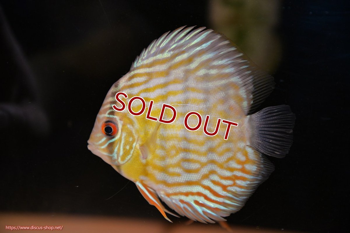 画像3: 【ワイルドディスカス】【通販】【３年ぶりの入荷】ラーゴスララスーパーロイヤル　ヤングスター【個体販売】11cm（生体）ラーゴスララ産 (3)