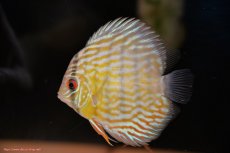 画像3: 【ワイルドディスカス】【通販】【３年ぶりの入荷】ラーゴスララスーパーロイヤル　ヤングスター【個体販売】11cm（生体）ラーゴスララ産 (3)