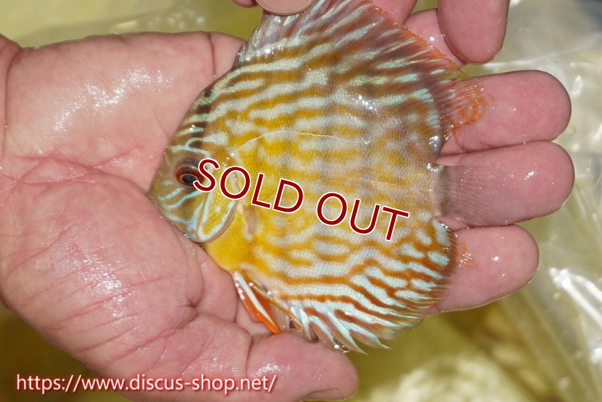 画像4: 【ワイルドディスカス】【通販】【３年ぶりの入荷】ラーゴスララスーパーロイヤル　ヤングスター【個体販売】11cm（生体）ラーゴスララ産 (4)