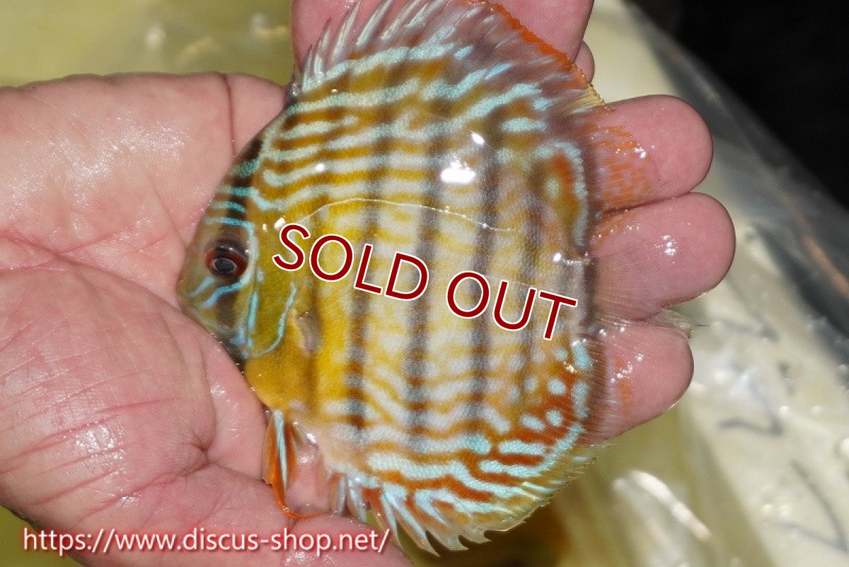 画像2: 【ワイルドディスカス】【通販】【３年ぶりの入荷】ラーゴスララスーパーロイヤル　ヤングスター【個体販売】11cm（生体）ラーゴスララ産 (2)