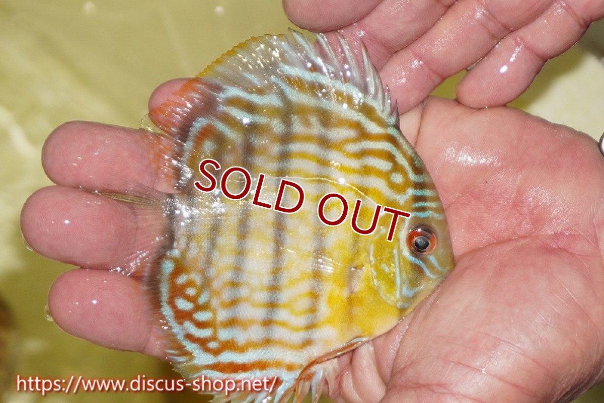 画像3: 【ワイルドディスカス】【通販】【３年ぶりの入荷】ラーゴスララスーパーロイヤル　ヤングスター【個体販売】11cm（生体）ラーゴスララ産 (3)