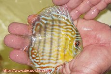 画像3: 【ワイルドディスカス】【通販】【３年ぶりの入荷】ラーゴスララスーパーロイヤル　ヤングスター【個体販売】11cm（生体）ラーゴスララ産 (3)
