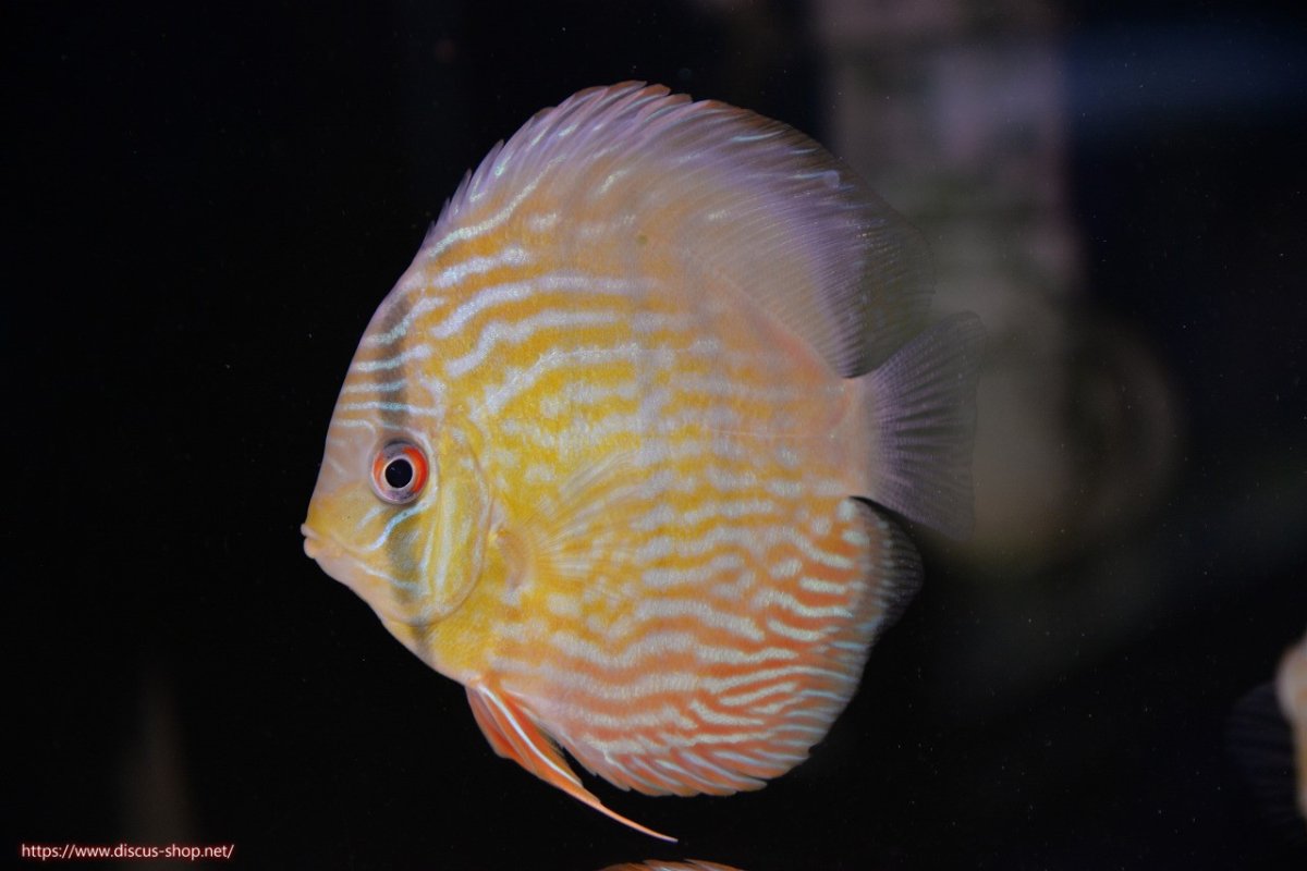 画像1: 【30周年記念セール対象個体】【ワイルドディスカス】【通販】【３年ぶりの入荷】ラーゴスララスーパーロイヤル　ヤングスター【個体販売】11cm（生体）ラーゴスララ産 (1)