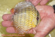 画像2: 【ワイルドディスカス】【通販】【３年ぶりの入荷】ラーゴスララスーパーロイヤル　ヤングスター【個体販売】11cm（生体）ラーゴスララ産 (2)