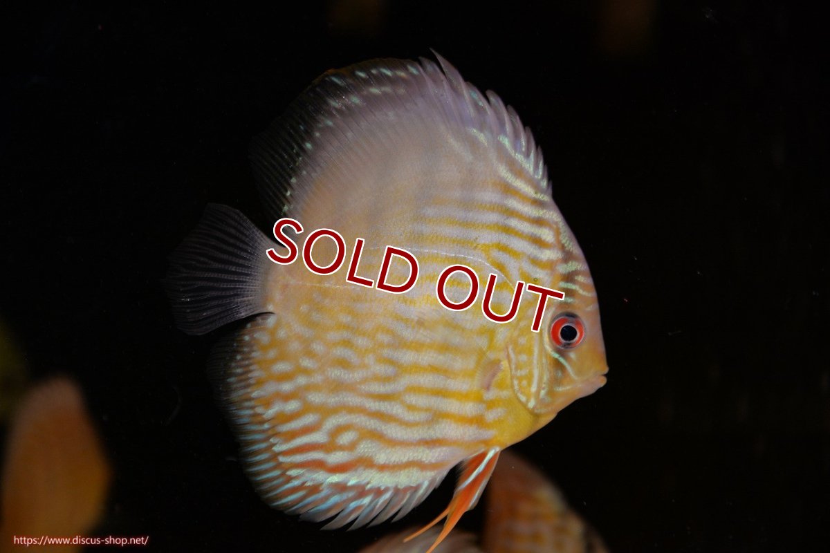 画像1: 【ワイルドディスカス】【通販】【３年ぶりの入荷】ラーゴスララスーパーロイヤル　ヤングスター【個体販売】11cm（生体）ラーゴスララ産 (1)