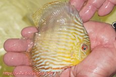 画像2: 【ワイルドディスカス】【通販】【３年ぶりの入荷】ラーゴスララスーパーロイヤル　ヤングスター【個体販売】11cm（生体）ラーゴスララ産 (2)