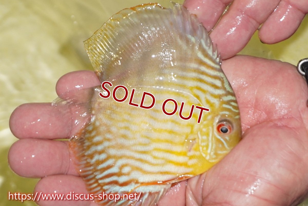 画像3: 【ワイルドディスカス】【通販】【３年ぶりの入荷】ラーゴスララスーパーロイヤル　ヤングスター【個体販売】11cm（生体）ラーゴスララ産 (3)