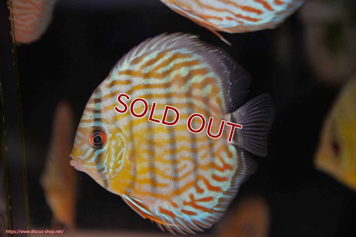 画像1: 【ワイルドディスカス】【通販】【３年ぶりの入荷】ラーゴスララスーパーロイヤル　ヤングスター【個体販売】11cm（生体）ラーゴスララ産 (1)