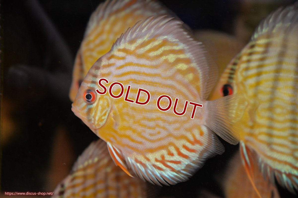 画像2: 【ワイルドディスカス】【通販】【３年ぶりの入荷】ラーゴスララスーパーロイヤル　ヤングスター【個体販売】11cm（生体）ラーゴスララ産 (2)