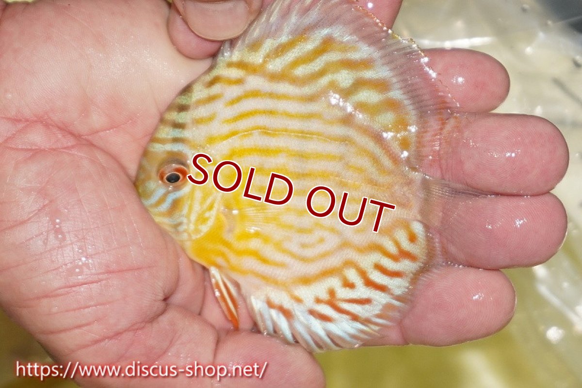 画像3: 【ワイルドディスカス】【通販】【３年ぶりの入荷】ラーゴスララスーパーロイヤル　ヤングスター【個体販売】11cm（生体）ラーゴスララ産 (3)