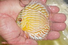 画像3: 【ワイルドディスカス】【通販】【３年ぶりの入荷】ラーゴスララスーパーロイヤル　ヤングスター【個体販売】11cm（生体）ラーゴスララ産 (3)