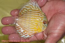 画像4: 【ワイルドディスカス】【通販】【３年ぶりの入荷】ラーゴスララスーパーロイヤル　ヤングスター【個体販売】11cm（生体）ラーゴスララ産 (4)