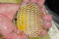 画像1: 【ワイルドディスカス】【通販】【３年ぶりの入荷】ラーゴスララスーパーロイヤル　ヤングスター【個体販売】11cm（生体）ラーゴスララ産 (1)