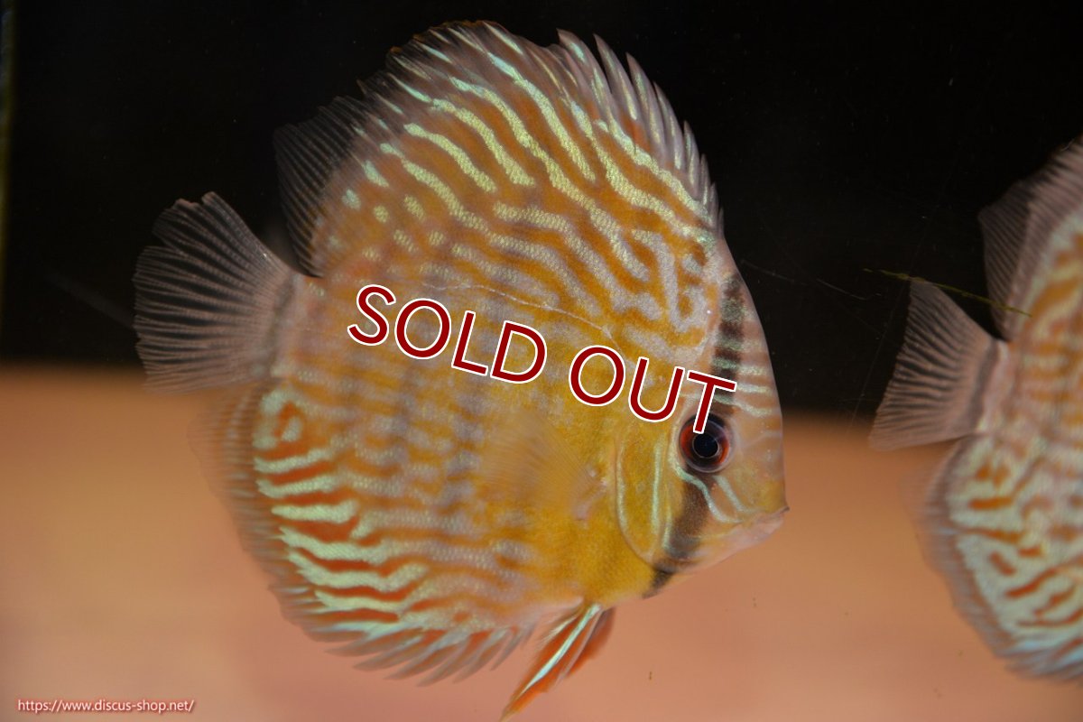 画像2: 【ワイルドディスカス】【通販】【３年ぶりの入荷】ラーゴスララスーパーロイヤル　ヤングスター【個体販売】11cm（生体）ラーゴスララ産 (2)