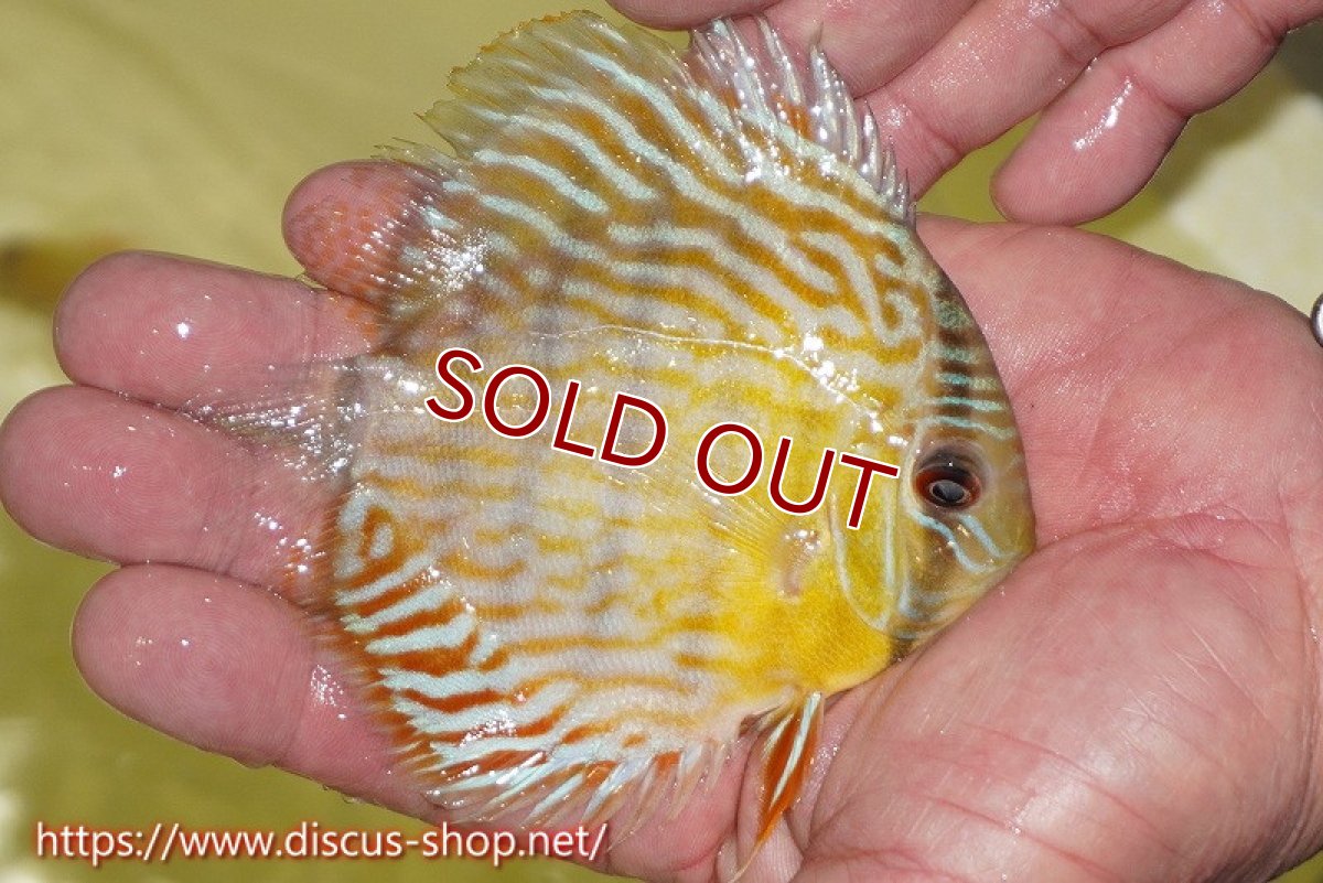 画像4: 【ワイルドディスカス】【通販】【３年ぶりの入荷】ラーゴスララスーパーロイヤル　ヤングスター【個体販売】11cm（生体）ラーゴスララ産 (4)