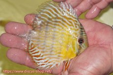 画像4: 【ワイルドディスカス】【通販】【３年ぶりの入荷】ラーゴスララスーパーロイヤル　ヤングスター【個体販売】11cm（生体）ラーゴスララ産 (4)