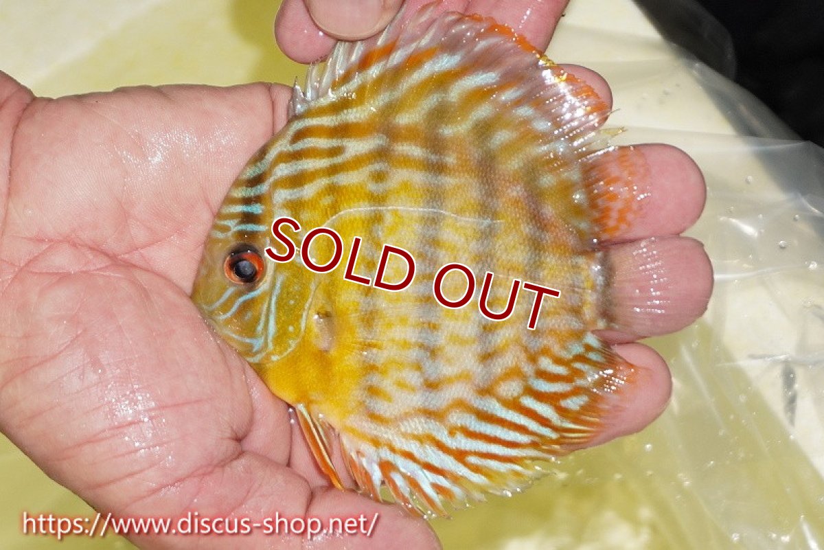 画像1: 【ワイルドディスカス】【通販】【３年ぶりの入荷】ラーゴスララスーパーロイヤル　ヤングスター【個体販売】11cm（生体）ラーゴスララ産 (1)
