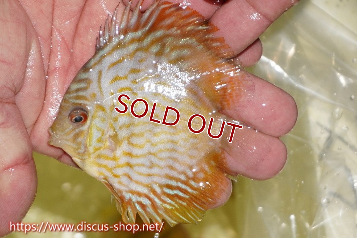 画像1: 【ワイルドディスカス】【通販】【３年ぶりの入荷】ラーゴスララスーパーロイヤル　ヤングスター【個体販売】10cm（生体）ラーゴスララ産 (1)