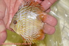 画像1: 【ワイルドディスカス】【通販】【３年ぶりの入荷】ラーゴスララスーパーロイヤル　ヤングスター【個体販売】10cm（生体）ラーゴスララ産 (1)