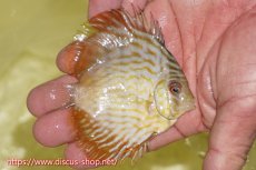 画像2: 【ワイルドディスカス】【通販】【３年ぶりの入荷】ラーゴスララスーパーロイヤル　ヤングスター【個体販売】10cm（生体）ラーゴスララ産 (2)