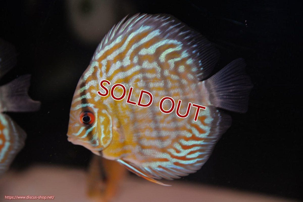 画像1: 【ワイルドディスカス】【通販】【３年ぶりの入荷】ラーゴスララスーパーロイヤル　ヤングスター【個体販売】11cm（生体）ラーゴスララ産 (1)