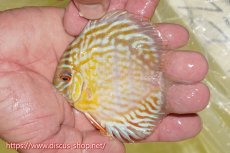 画像1: 【ワイルドディスカス】【通販】【３年ぶりの入荷】ラーゴスララスーパーロイヤル　ヤングスター【個体販売】11cm（生体）ラーゴスララ産 (1)