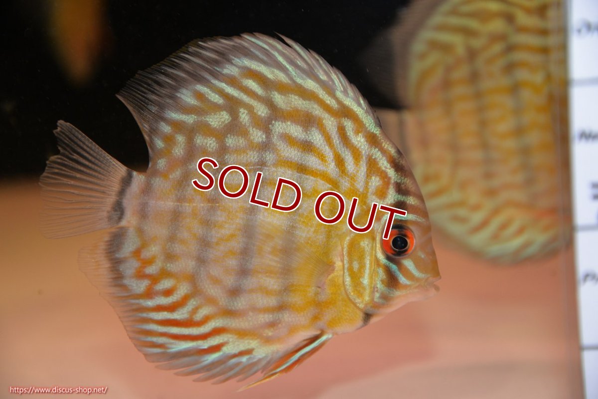 画像2: 【ワイルドディスカス】【通販】【３年ぶりの入荷】ラーゴスララスーパーロイヤル　ヤングスター【個体販売】11cm（生体）ラーゴスララ産 (2)