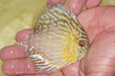 画像2: 【ワイルドディスカス】【通販】【３年ぶりの入荷】ラーゴスララスーパーロイヤル　ヤングスター【個体販売】11cm（生体）ラーゴスララ産 (2)