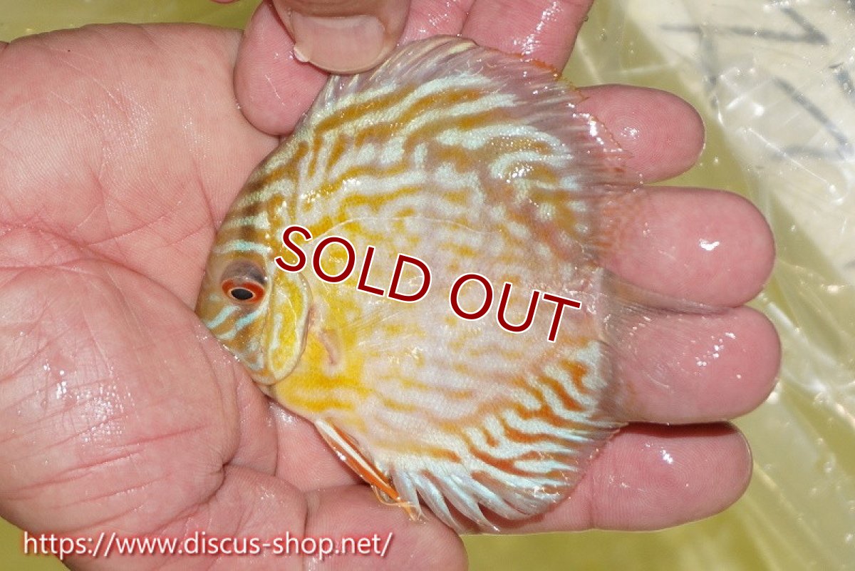 画像3: 【ワイルドディスカス】【通販】【３年ぶりの入荷】ラーゴスララスーパーロイヤル　ヤングスター【個体販売】11cm（生体）ラーゴスララ産 (3)