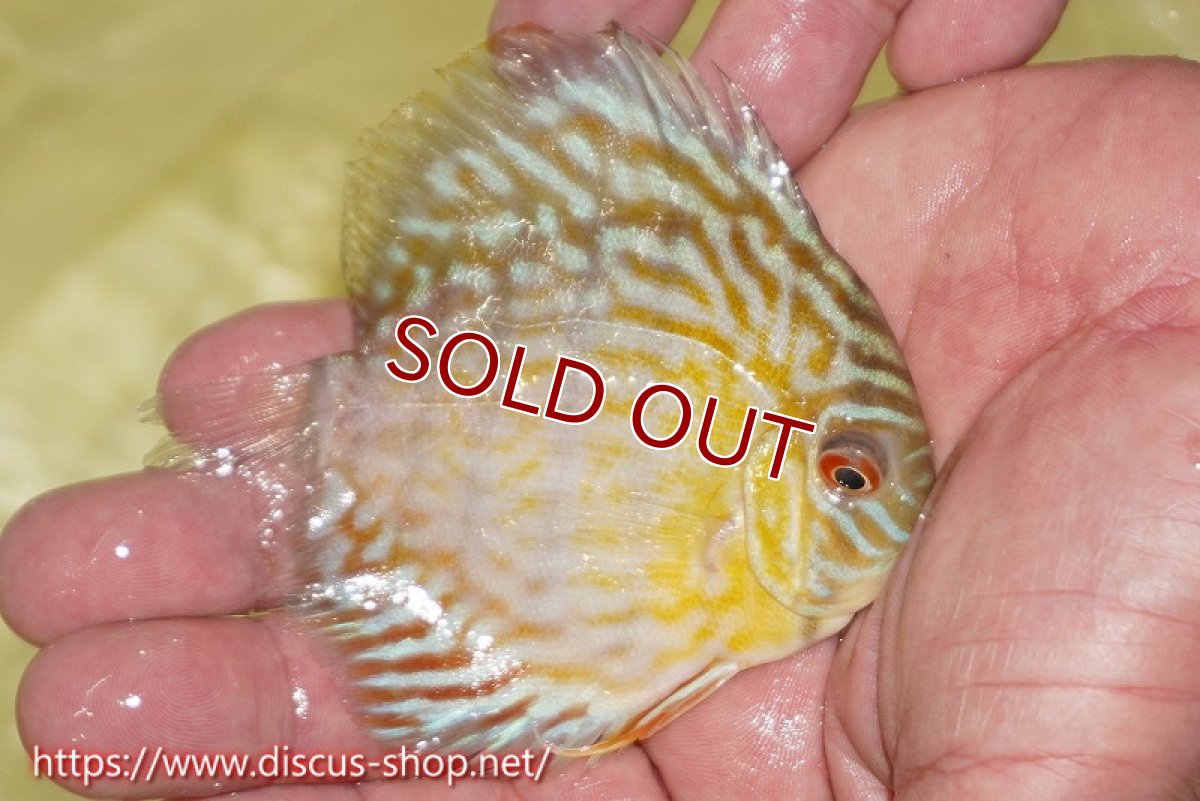 画像4: 【ワイルドディスカス】【通販】【３年ぶりの入荷】ラーゴスララスーパーロイヤル　ヤングスター【個体販売】11cm（生体）ラーゴスララ産 (4)