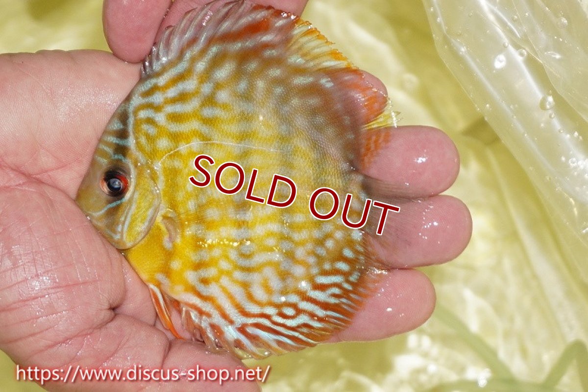 画像1: 【ワイルドディスカス】【通販】【３年ぶりの入荷】ラーゴスララスーパーロイヤル　ヤングスター【個体販売】10-11cm（生体）ラーゴスララ産 (1)