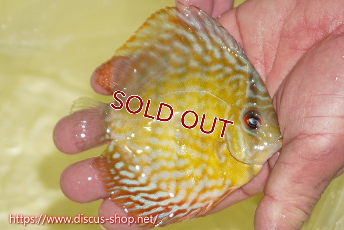 画像2: 【ワイルドディスカス】【通販】【３年ぶりの入荷】ラーゴスララスーパーロイヤル　ヤングスター【個体販売】10-11cm（生体）ラーゴスララ産 (2)