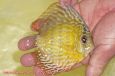 画像2: 【ワイルドディスカス】【通販】【３年ぶりの入荷】ラーゴスララスーパーロイヤル　ヤングスター【個体販売】10-11cm（生体）ラーゴスララ産 (2)