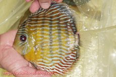 画像1: 【ワイルドディスカス】【通販】【３年ぶりの入荷】ラーゴスララスーパーロイヤル【個体販売】16cm（生体）ラーゴスララ産 (1)