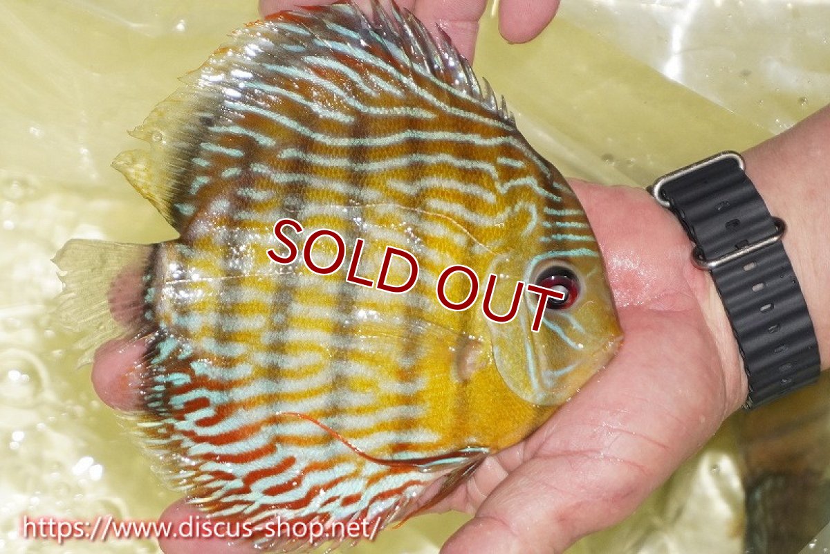 画像3: 【ワイルドディスカス】【通販】【３年ぶりの入荷】ラーゴスララスーパーロイヤル【個体販売】16cm（生体）ラーゴスララ産 (3)
