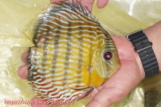 画像3: 【30周年記念セール対象個体】【ワイルドディスカス】【通販】【３年ぶりの入荷】ラーゴスララスーパーロイヤル【個体販売】16cm（生体）ラーゴスララ産 (3)